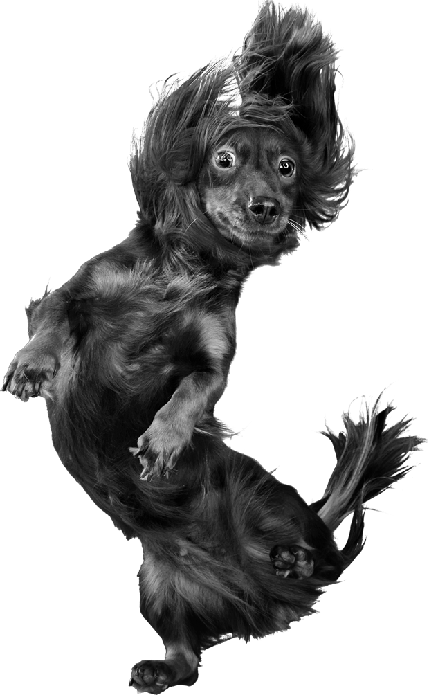 doggo