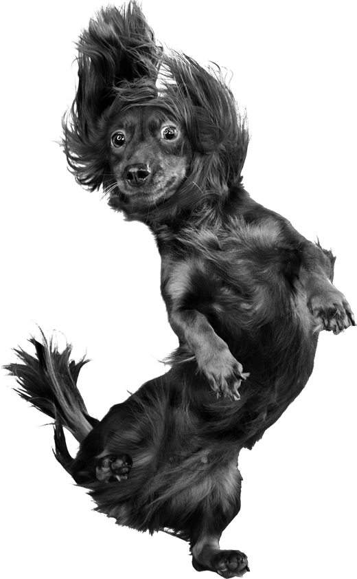 doggo